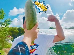 网红吃瓜走红,揭秘网络红人的爆红之路