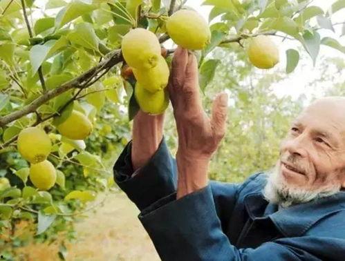 库尔勒吃瓜网红,揭秘瓜乡魅力与美食传奇