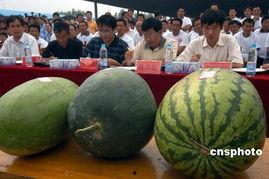 安徽网红团队吃瓜,趣味横生揭秘幕后故事