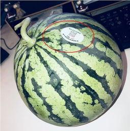 仁怀吃网红瓜,揭秘当地美食背后的故事