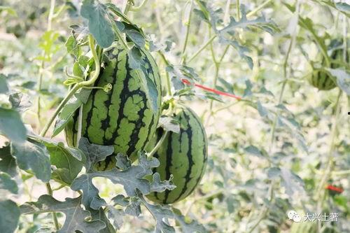 网红去景点吃瓜,揭秘景点里的“吃瓜”风云