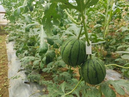 最新最快的吃瓜网,最新热门事件盘点，揭秘娱乐圈幕后真相！