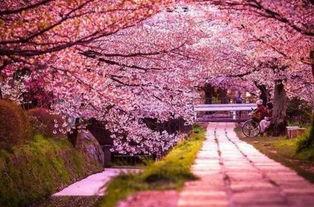 樱花岛官网吃瓜群,揭秘岛内热点事件背后的故事