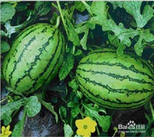 吃瓜了吗官网,揭秘娱乐圈最新动态，带你畅游八卦海洋