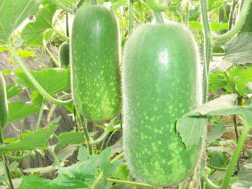 网红牌牌汉和大柔吃瓜,网红吃瓜盛宴，揭秘娱乐圈幕后故事