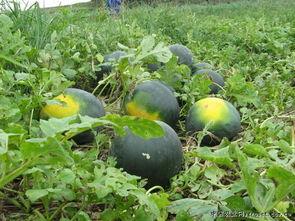 渭南网红吃瓜事件真相