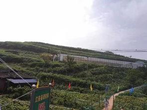 成县吃瓜网红事件始末是什么,一场网络舆论的风暴与反思