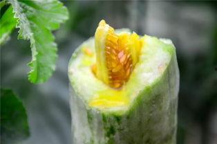 网红吃瓜 合集,盘点那些爆笑、惊悚、感人的瞬间