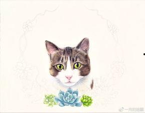 吃瓜网多肉小野猫