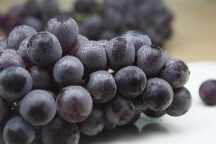 网红吃葡萄瓜视频